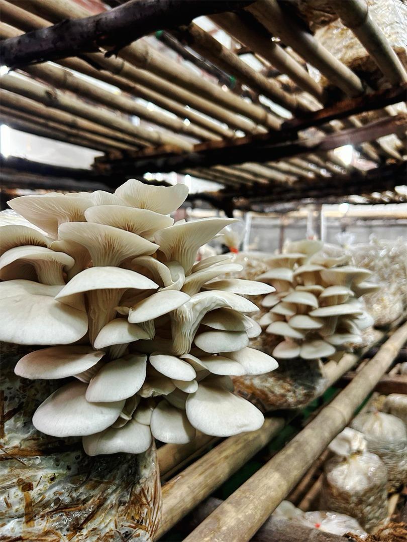 White Oyster Mushrooms